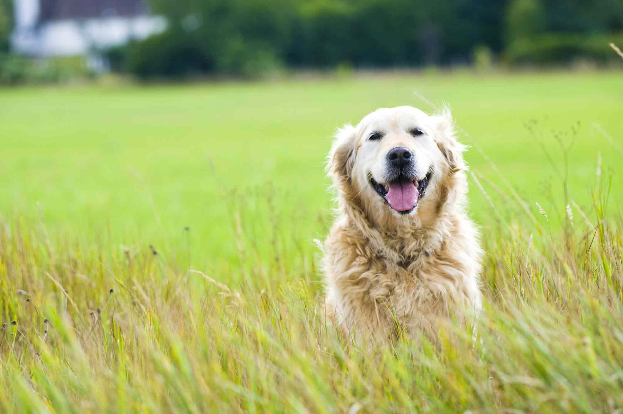 Arthrose chez le chien : quels traitements vraiment efficaces ?