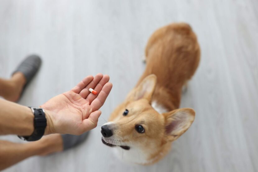 Chien et arthrose : quand faut-il envisager les médicaments ? iStock-1338538862