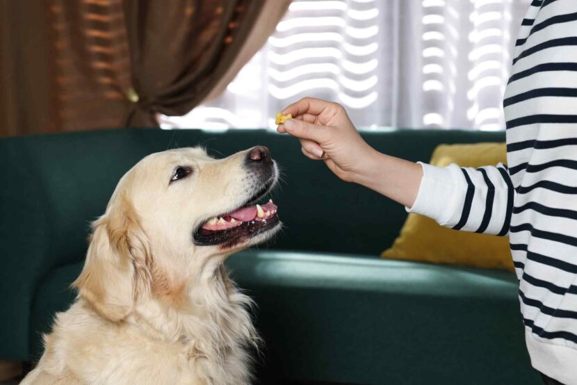 Arthrose chez le chien : quels traitements sont vraiment efficaces ? iStock-1439789364-(1)