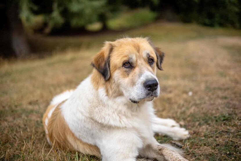 Remède de grand-mère contre l’arthrose du chien : mythe ou réalité ? iStock-1465812129