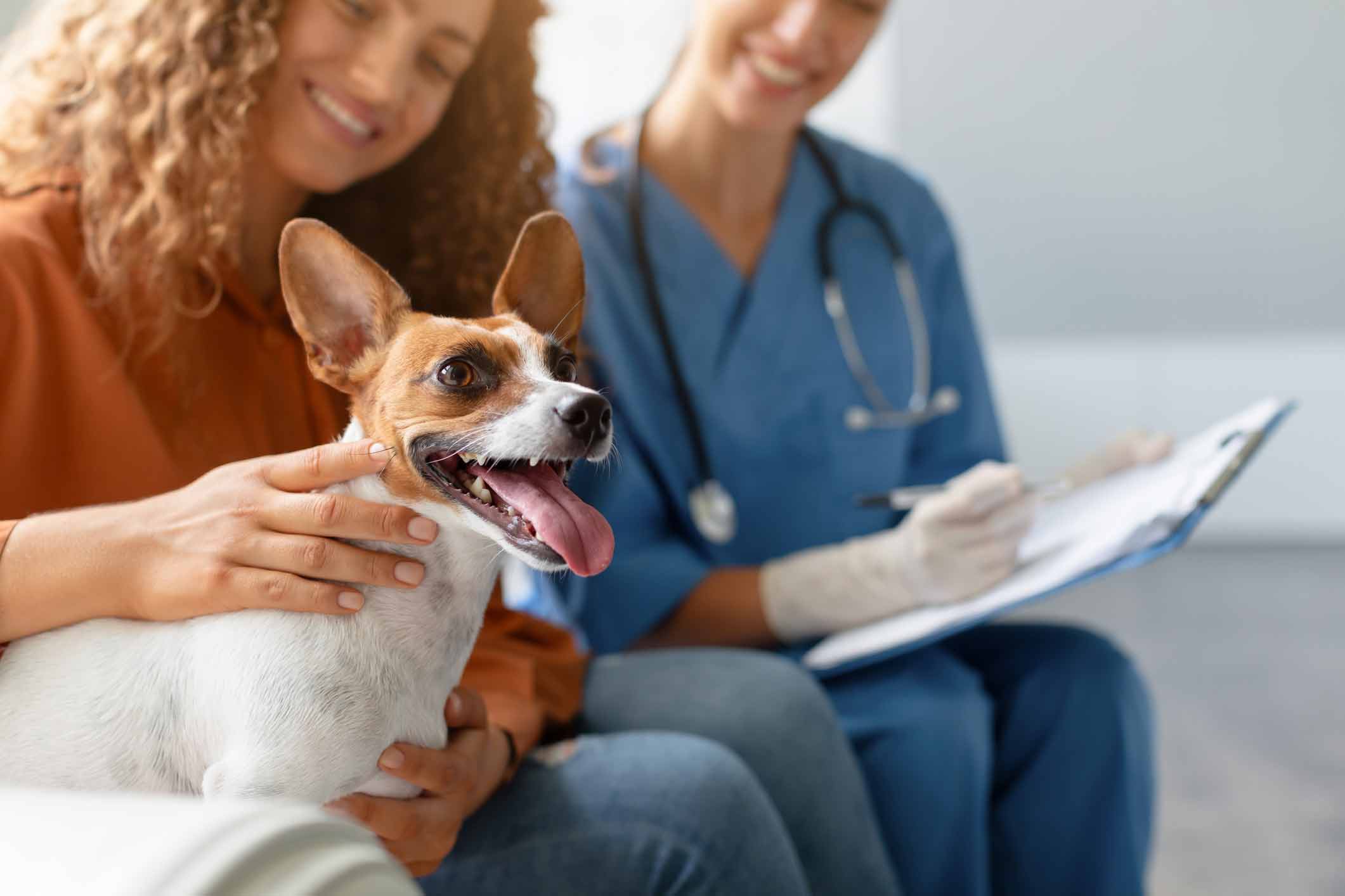 Arthrose chez le chien : quel impact sur son espérance de vie ?