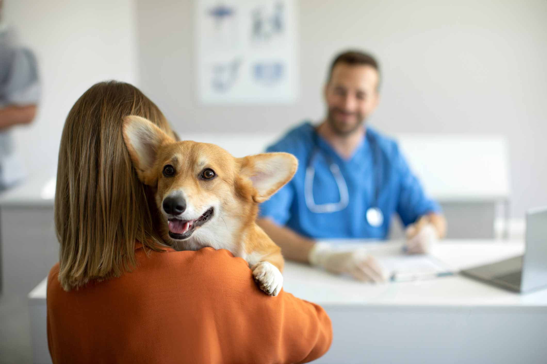 Anti-inflammatoire pour chien : lequel choisir contre l’arthrose ?