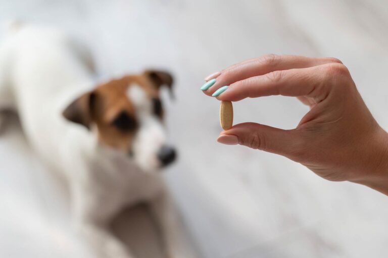 Anti-inflammatoire pour chien : lequel choisir contre l’arthrose ? iStock-2152367845