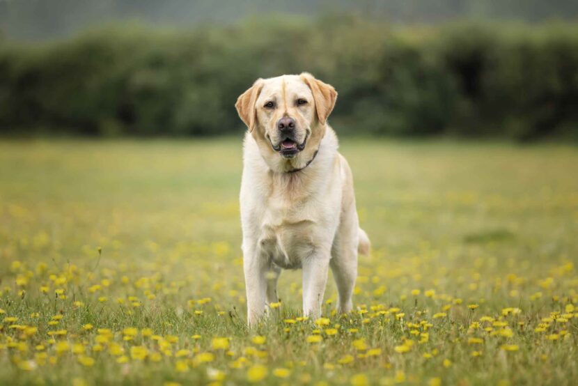 Comment soigner l'arthrose chez le chien naturellement ? iStock-2194698999