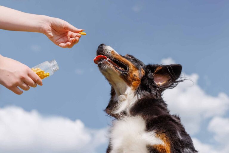 Complément pour chiens souffrant de douleurs articulaires iStock-2197926892