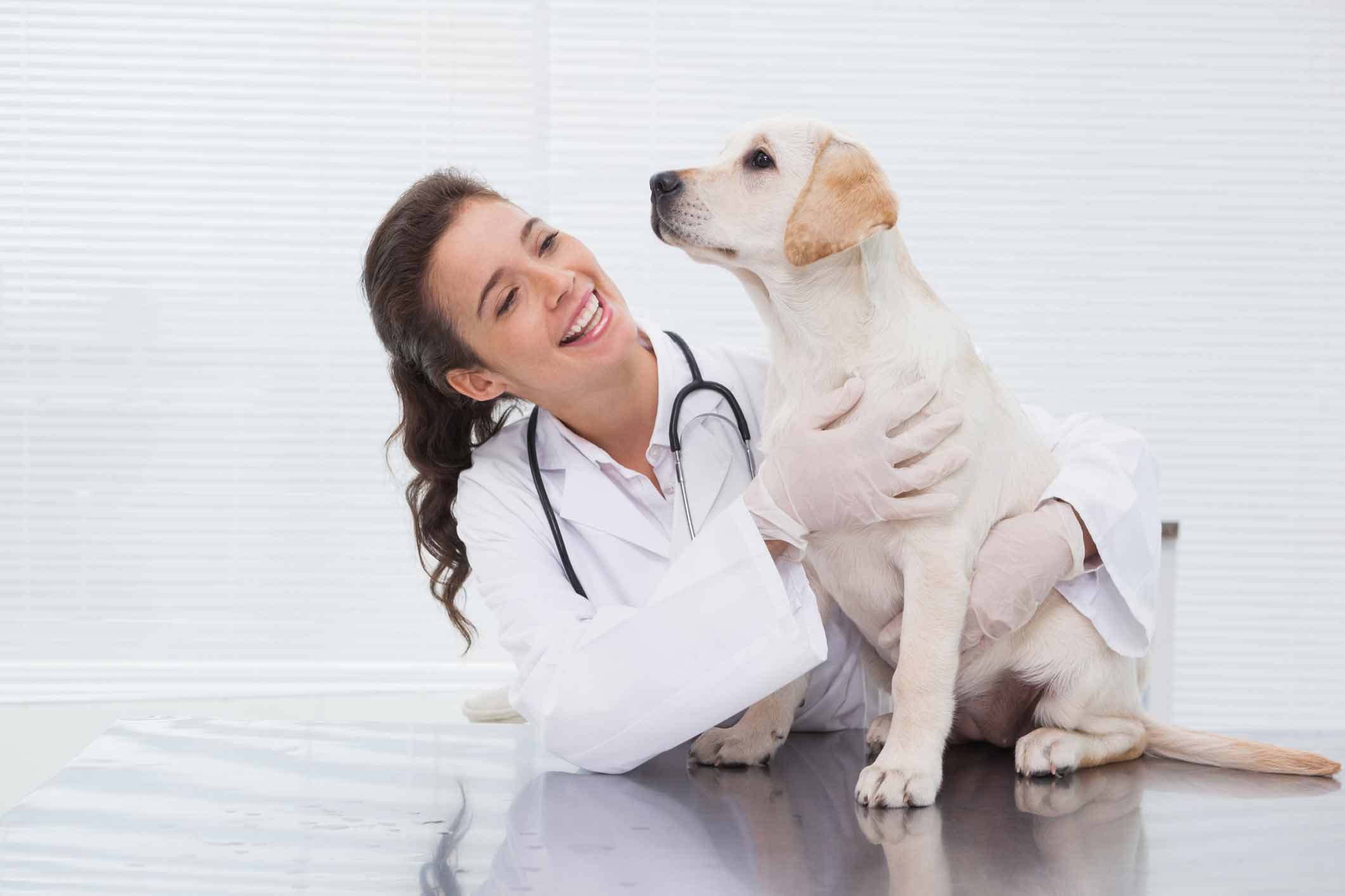 Chien et arthrose : quand faut-il envisager les médicaments ?