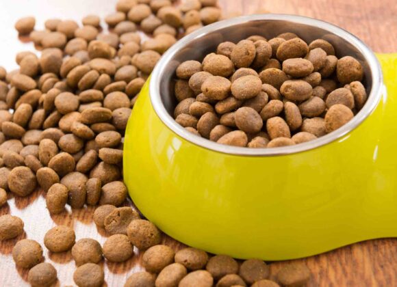 Quelles croquettes choisir pour un chien souffrant d’arthrose ? iStock-528279044