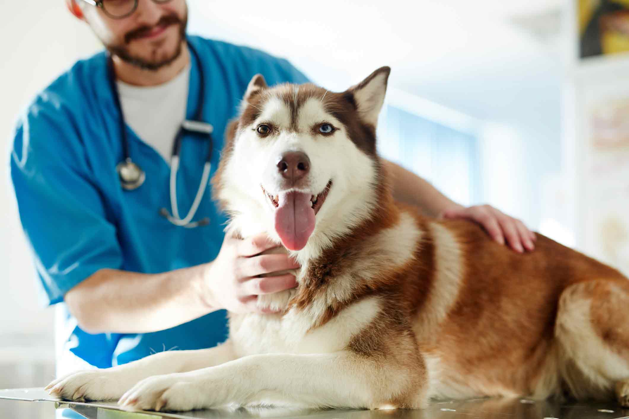 Arthrose du chien : quelle alimentation adopter pour le soulager ?