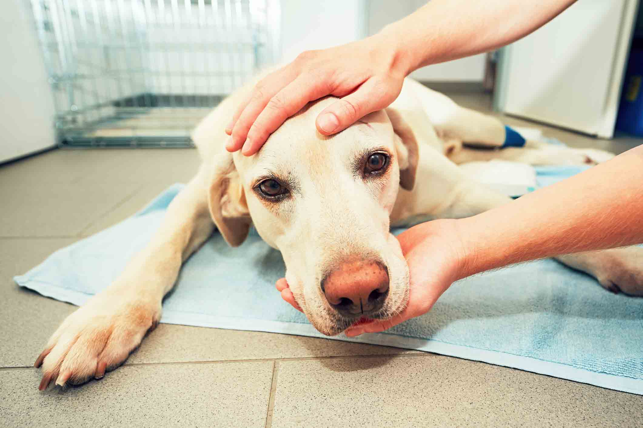 Remède de grand-mère contre l’arthrose du chien : mythe ou réalité ?